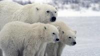 Click to watch 'Polar Bear Winter' (popup) Earth At Night In Color